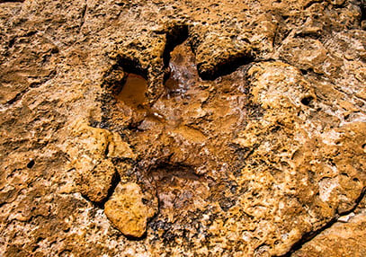 Dinosaur-footprint