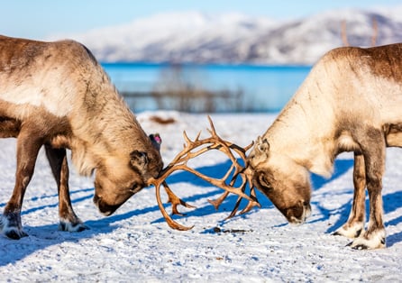 wild-reindeer